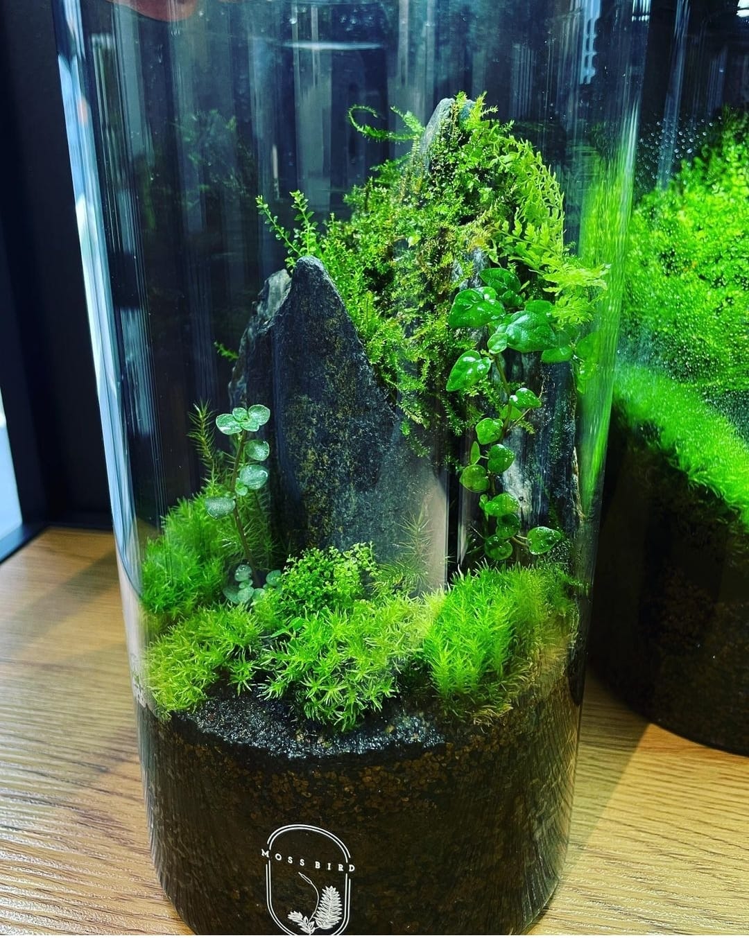 Cylinder Collection Terrarium(Medium)#004～山峰～