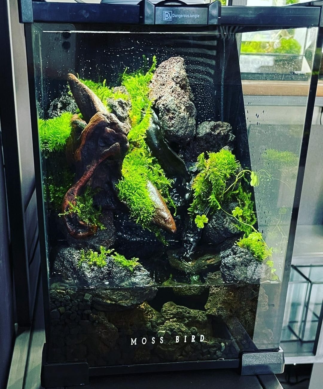 Moss Terrarium苔蘚微景觀#001～石溪之湖～