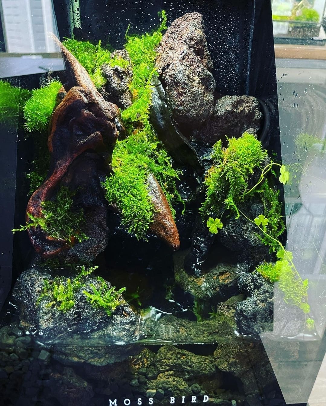 Moss Terrarium苔蘚微景觀#001～石溪之湖～