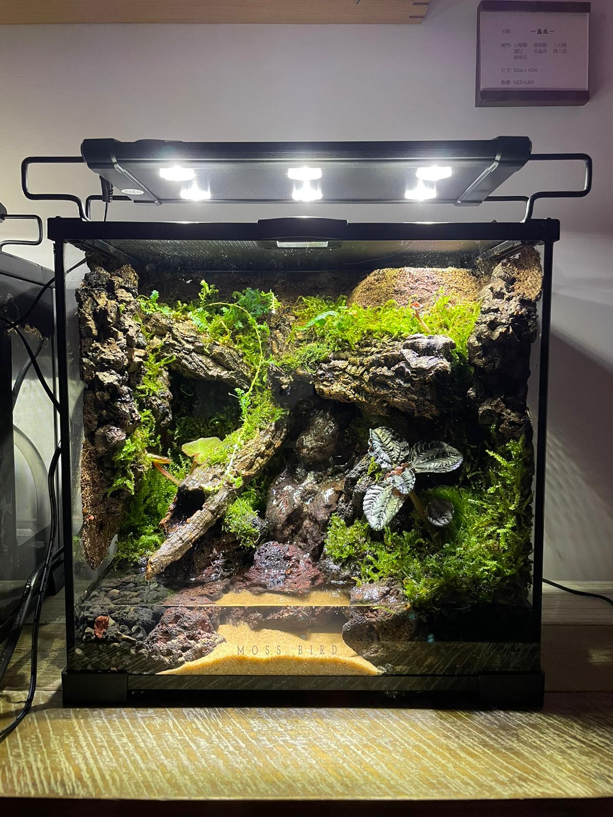 Vivarium/Paludarium Collection水陸缸#001