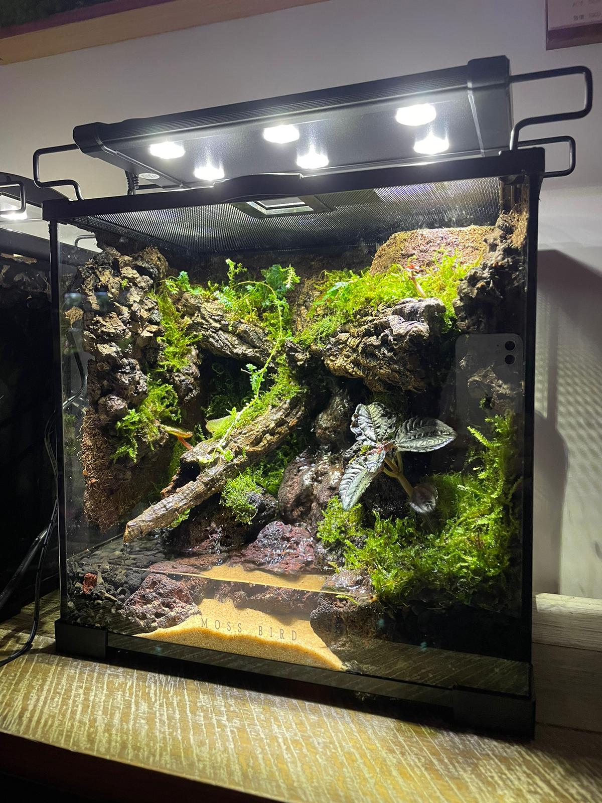 Vivarium/Paludarium Collection水陸缸#001