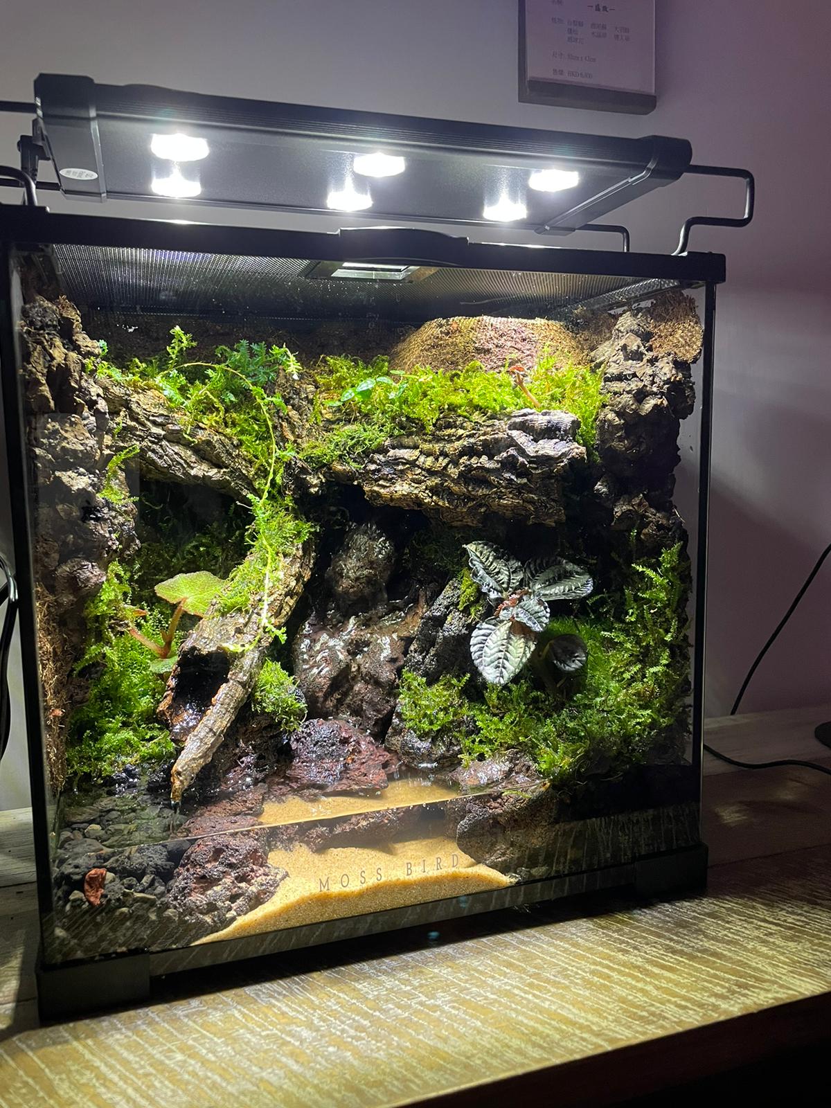 Vivarium/Paludarium Collection水陸缸#001