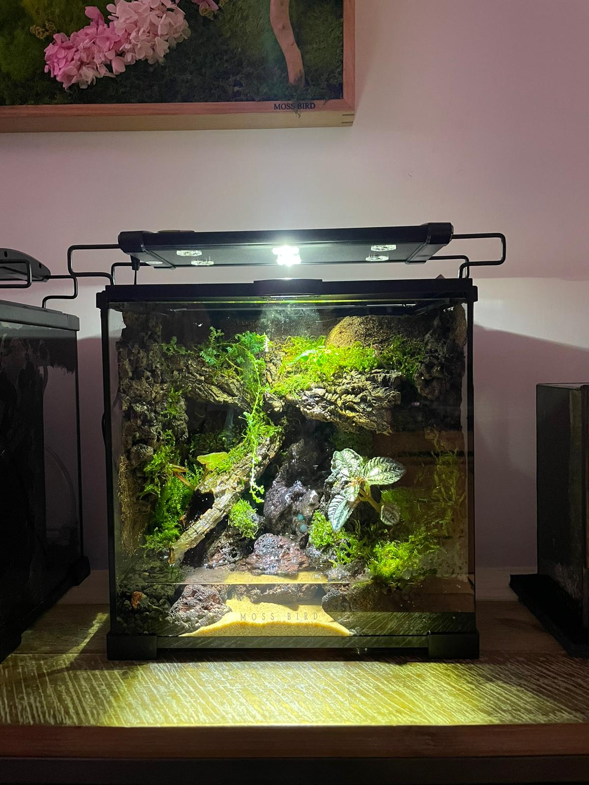 Vivarium/Paludarium Collection水陸缸#001