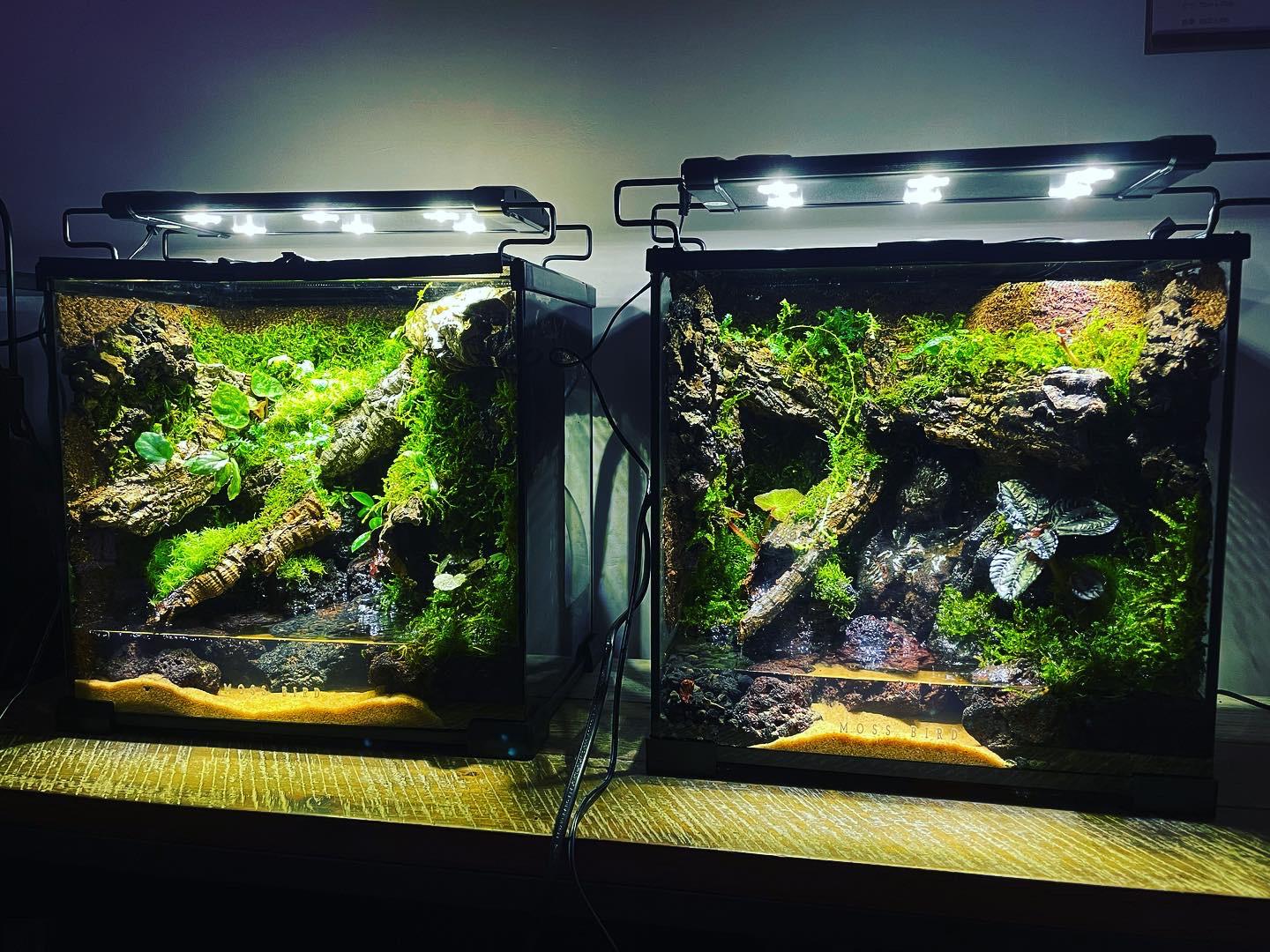 Vivarium/Paludarium Collection水陸缸#002