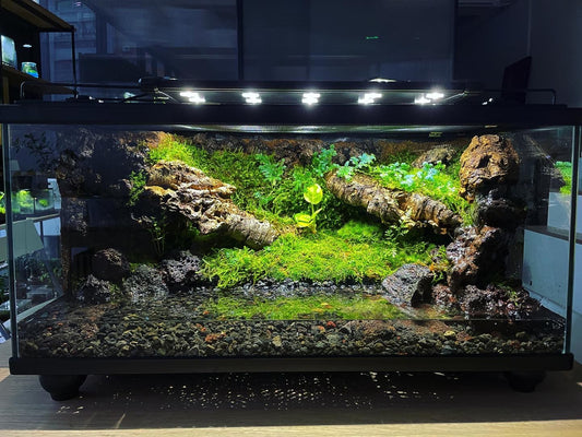 Vivarium/Paludarium Collection水陸缸#003