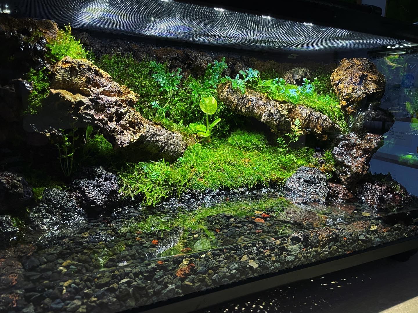 Vivarium/Paludarium Collection水陸缸#003