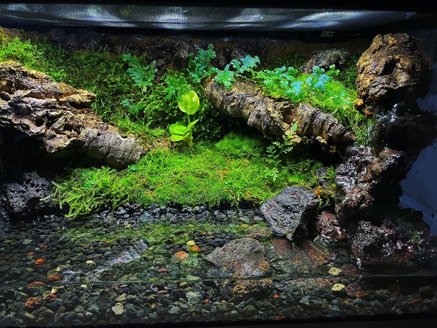 Vivarium/Paludarium Collection水陸缸#003