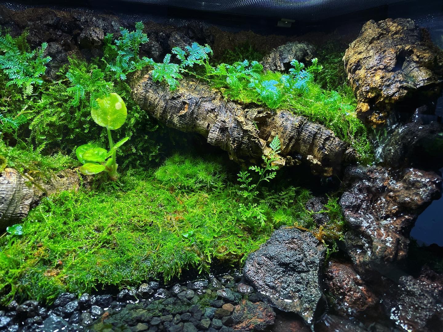 Vivarium/Paludarium Collection水陸缸#003