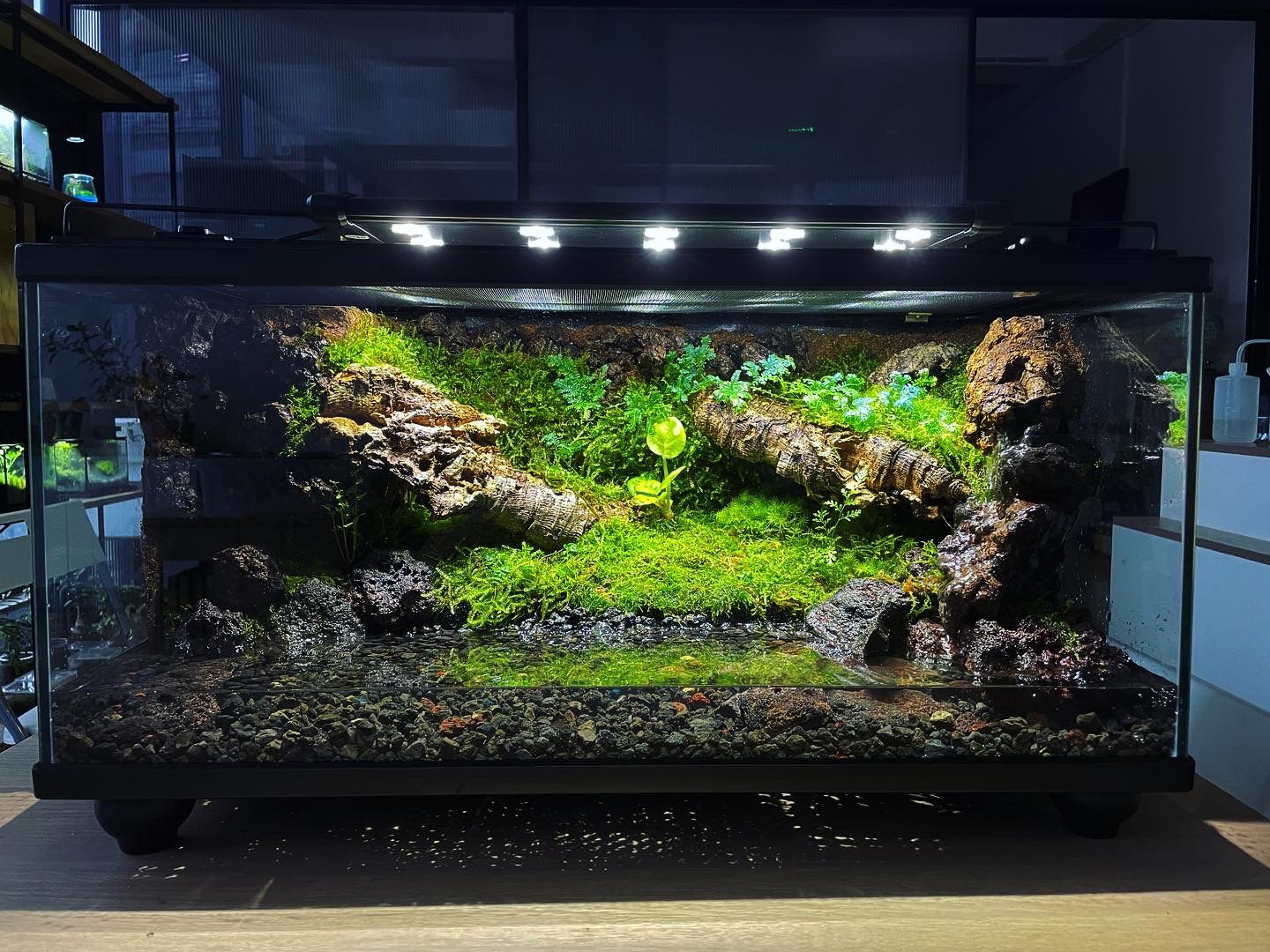 Vivarium/Paludarium Collection水陸缸#003