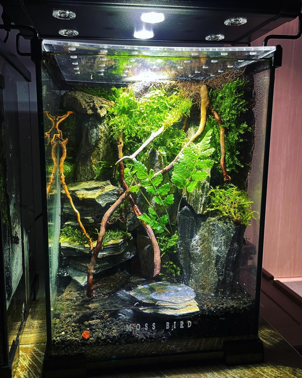 Moss Terrarium苔蘚微景觀#002～山丘之湖～