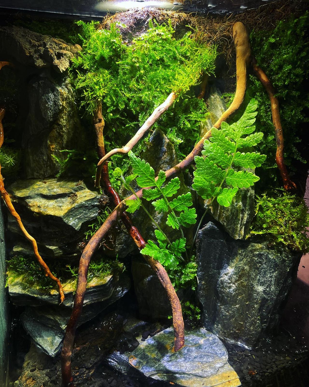 Moss Terrarium苔蘚微景觀#002～山丘之湖～