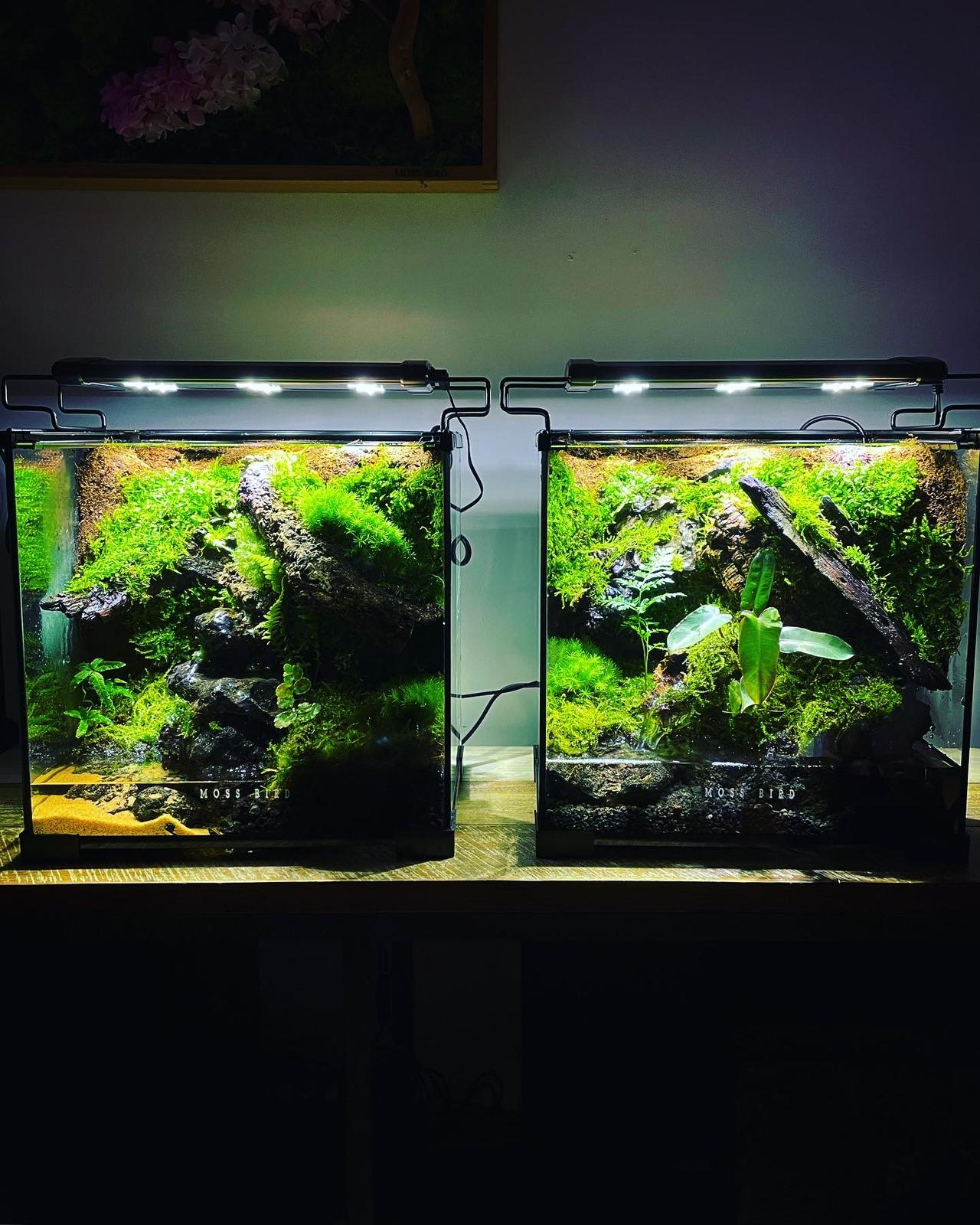 Vivarium/Paludarium Collection水陸缸#005~隱世森林～