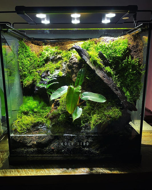 Vivarium/Paludarium Collection水陸缸#005~隱世森林～