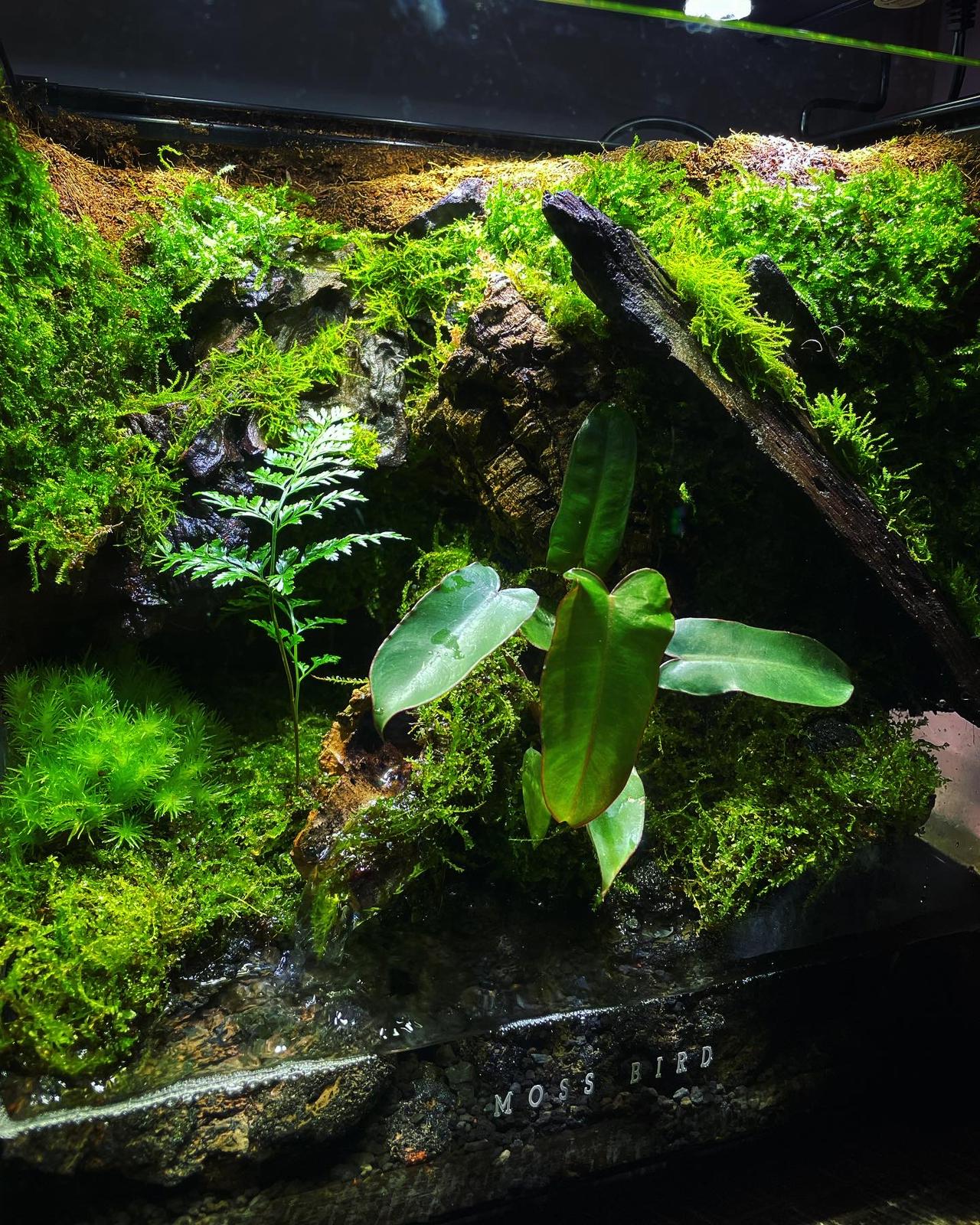 Vivarium/Paludarium Collection水陸缸#005~隱世森林～