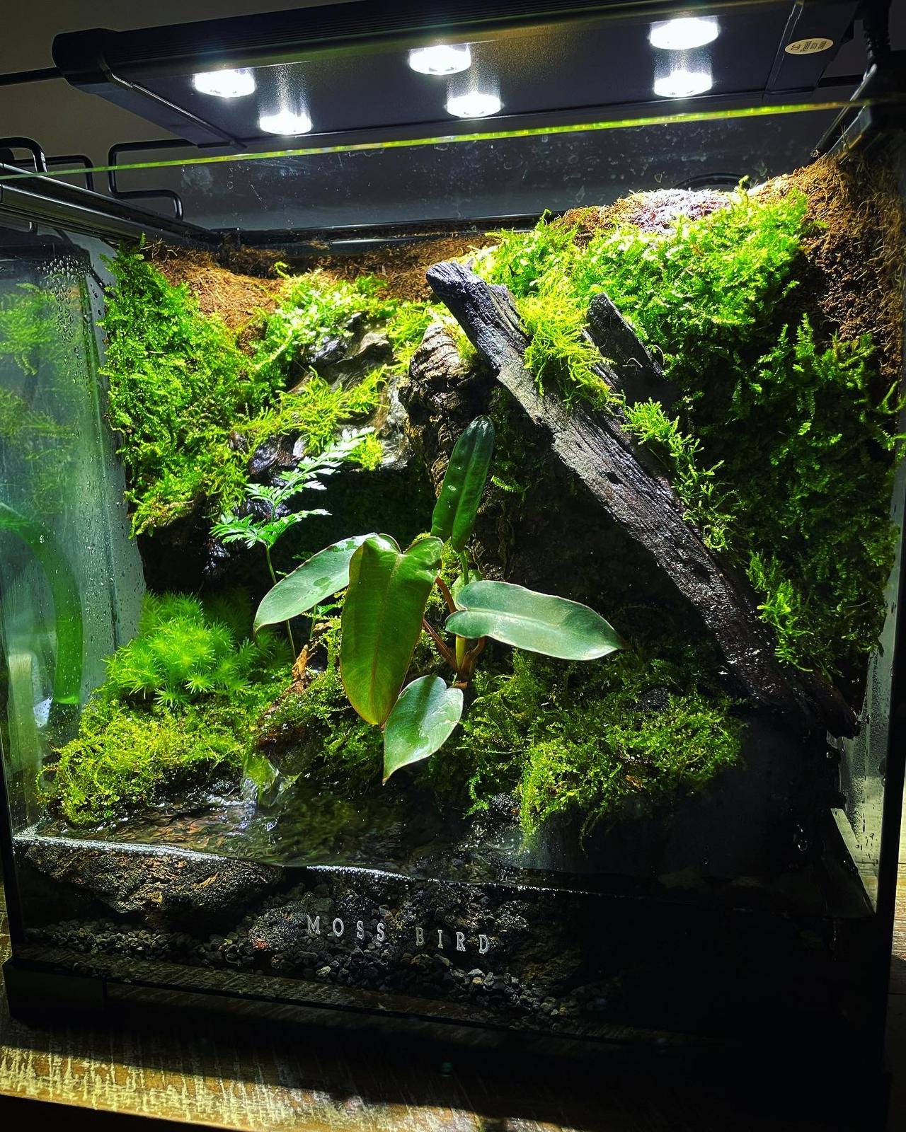 Vivarium/Paludarium Collection水陸缸#005~隱世森林～