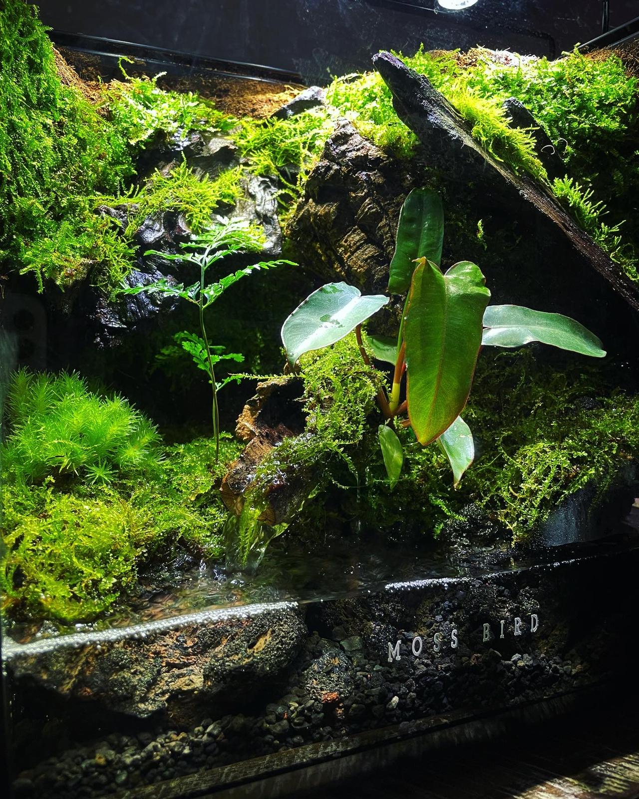 Vivarium/Paludarium Collection水陸缸#005~隱世森林～