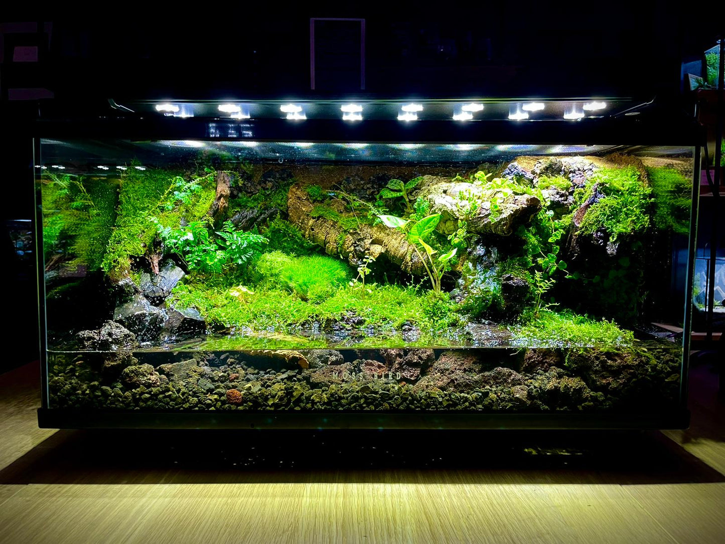 Vivarium/Paludarium Collection水陸缸#004