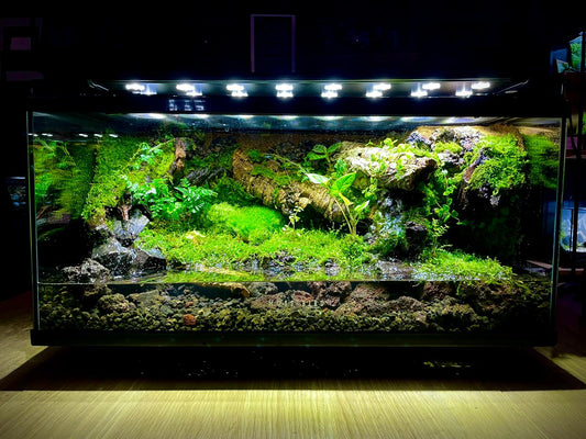 Vivarium/Paludarium Collection水陸缸#004