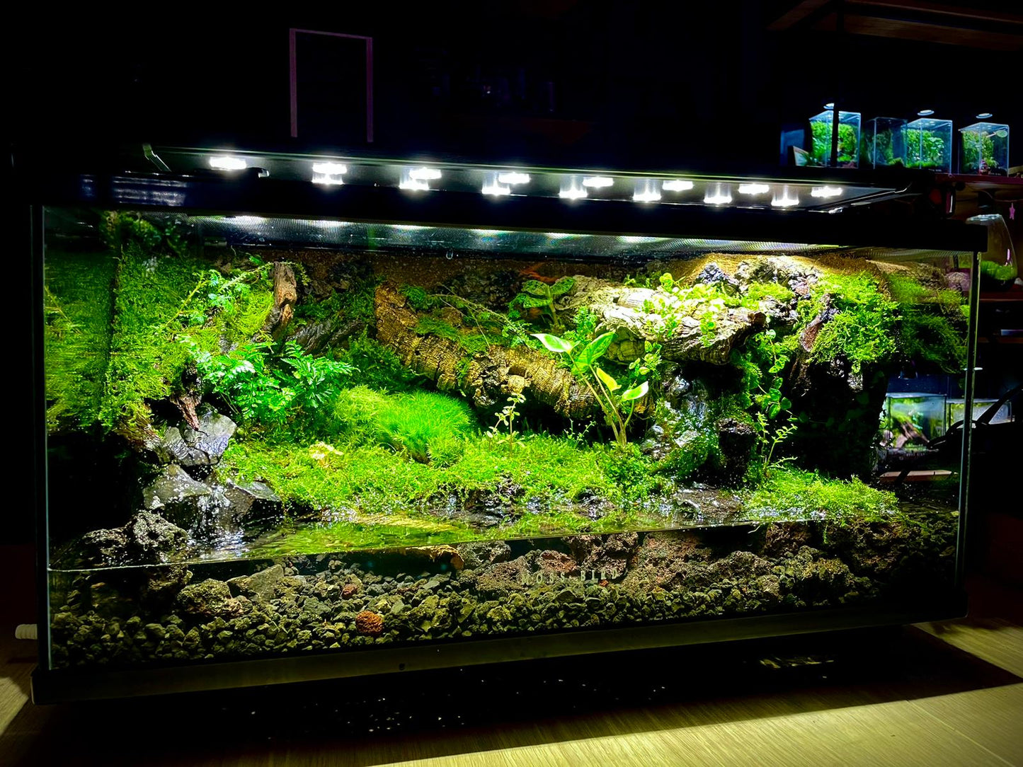 Vivarium/Paludarium Collection水陸缸#004