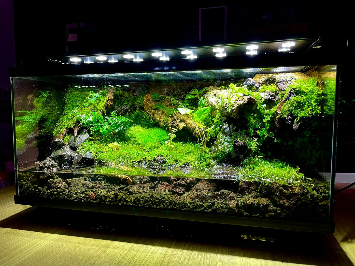 Vivarium/Paludarium Collection水陸缸#004