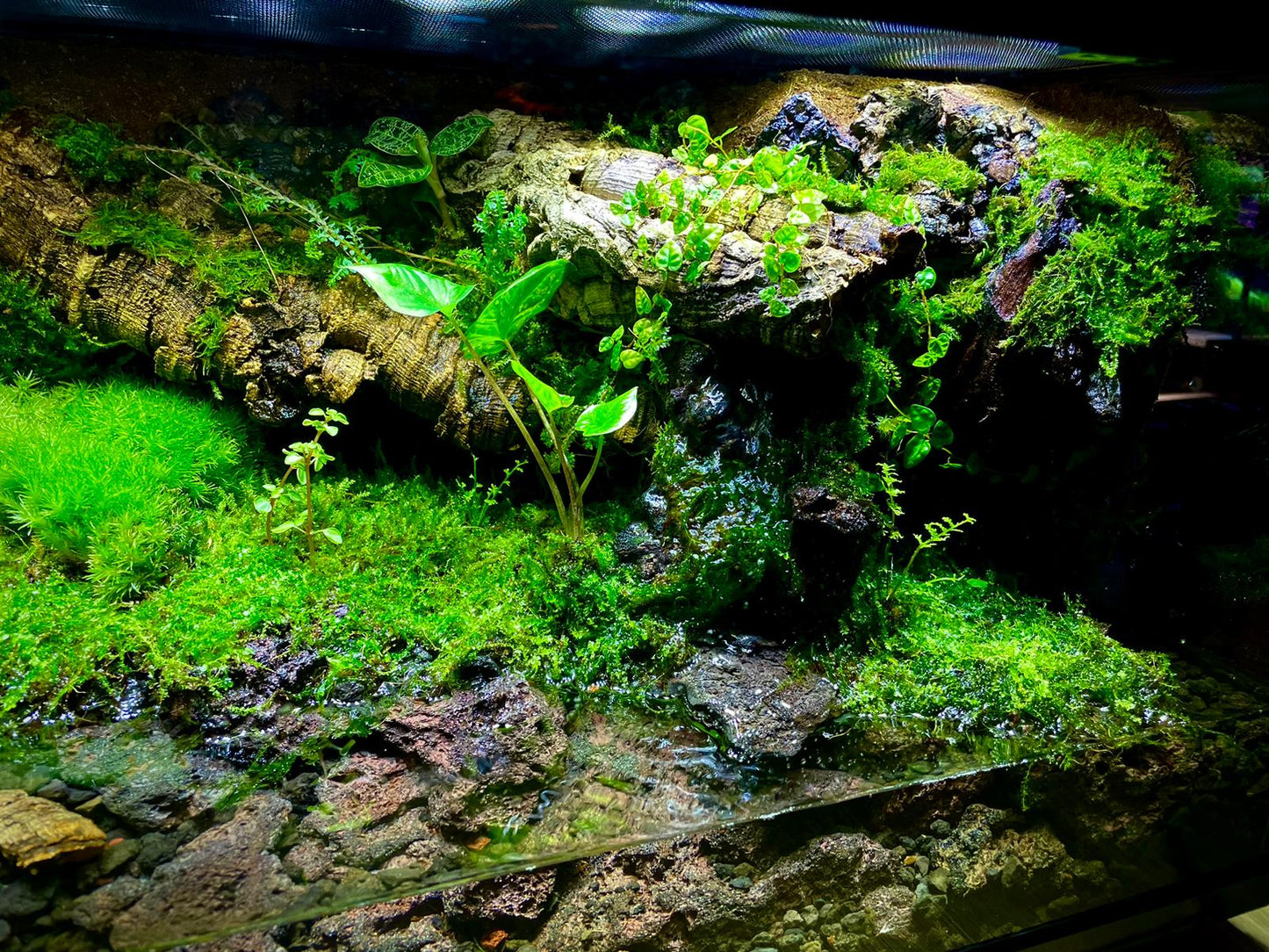 Vivarium/Paludarium Collection水陸缸#004