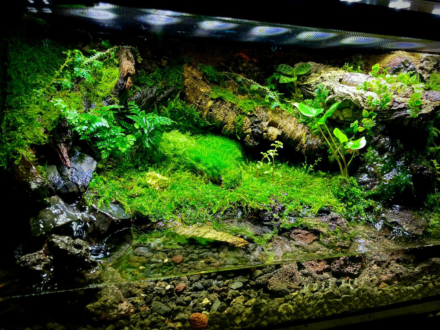 Vivarium/Paludarium Collection水陸缸#004