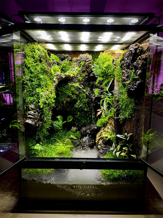 Customized Vivarium Collection