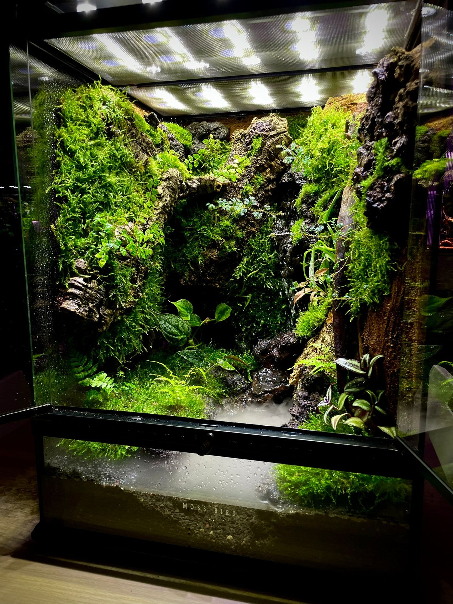 Customized Vivarium Collection