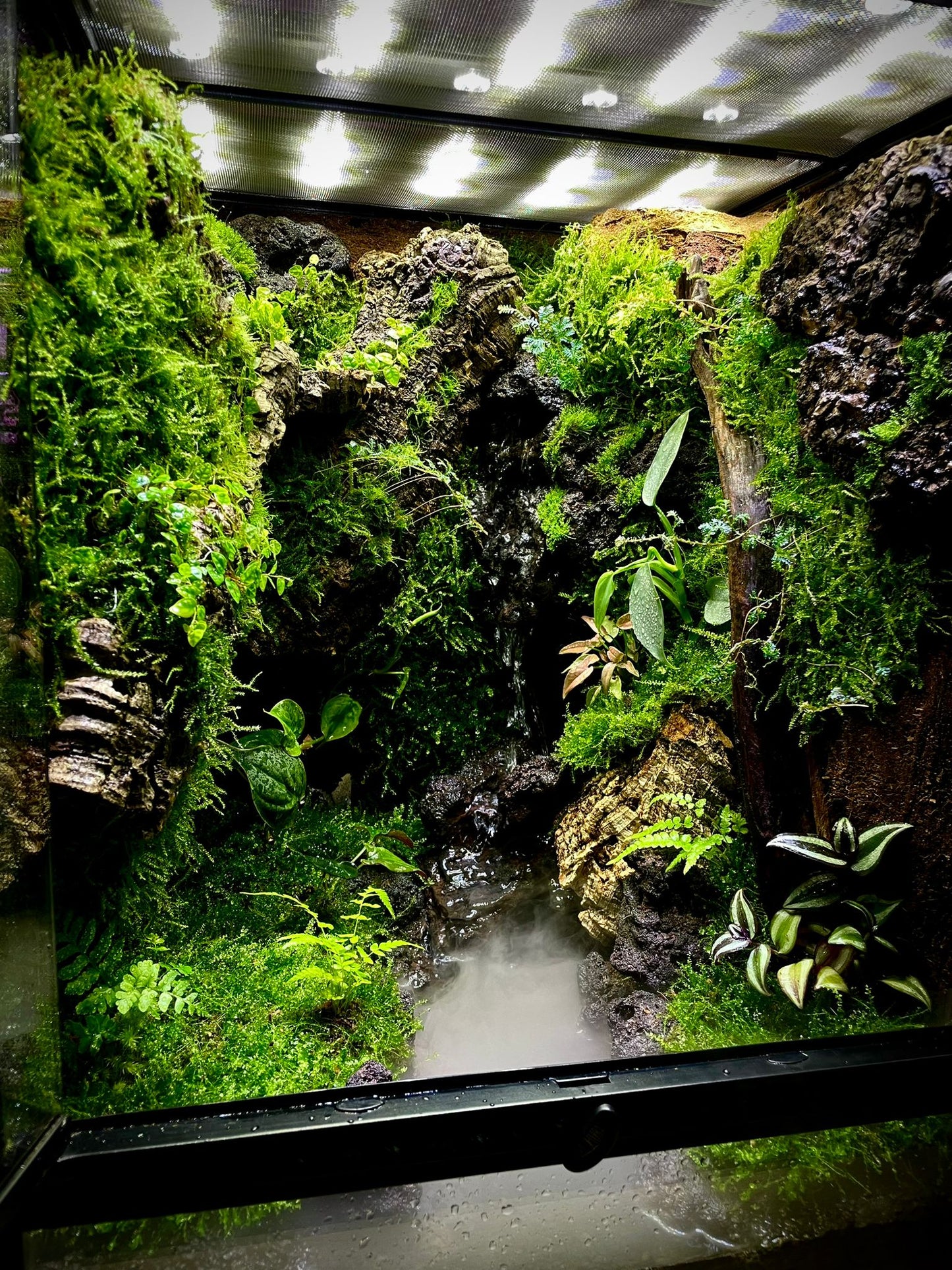 Customized Vivarium Collection