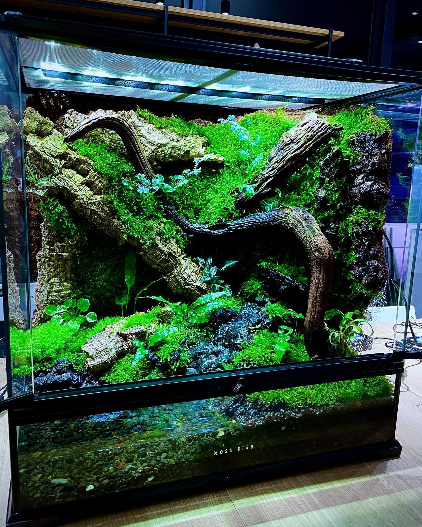 Customized Vivarium Collection