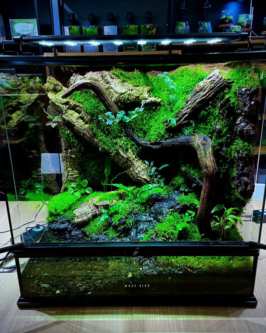 Customized Vivarium Collection