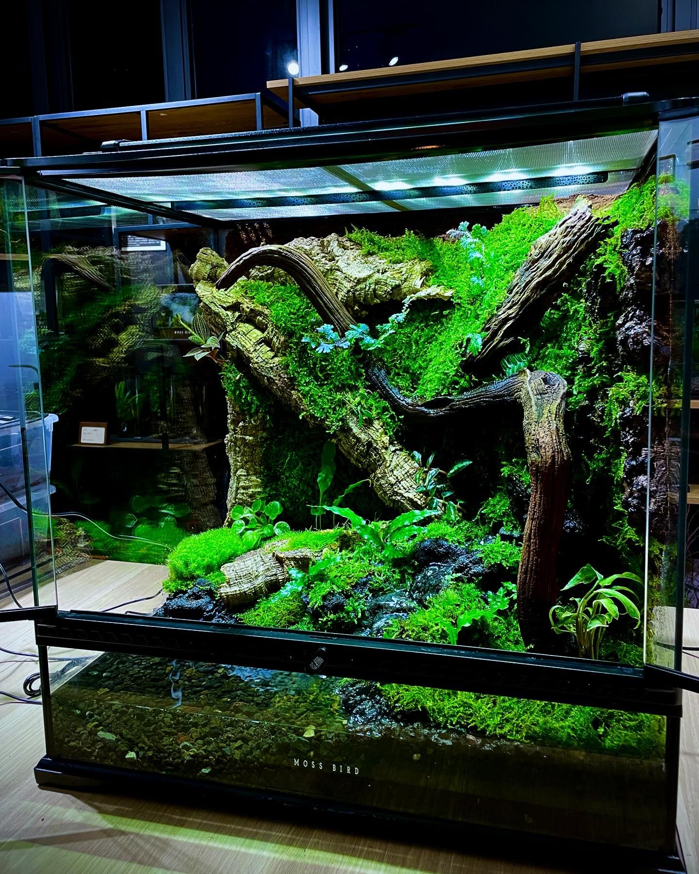 Customized Vivarium Collection