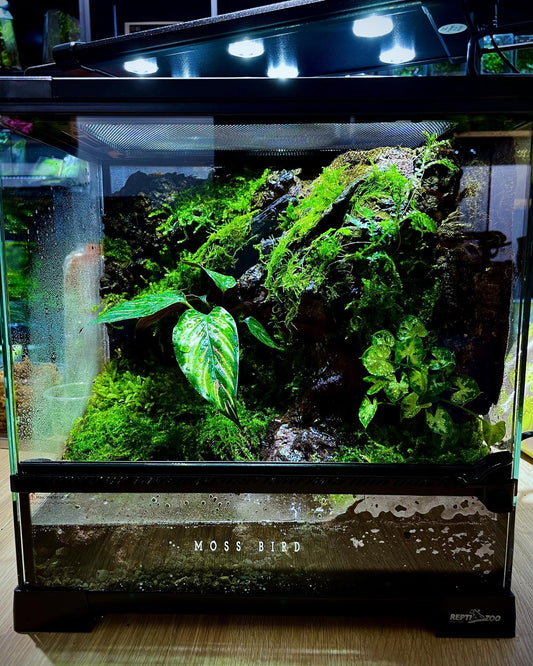 Customized Paludarium tank