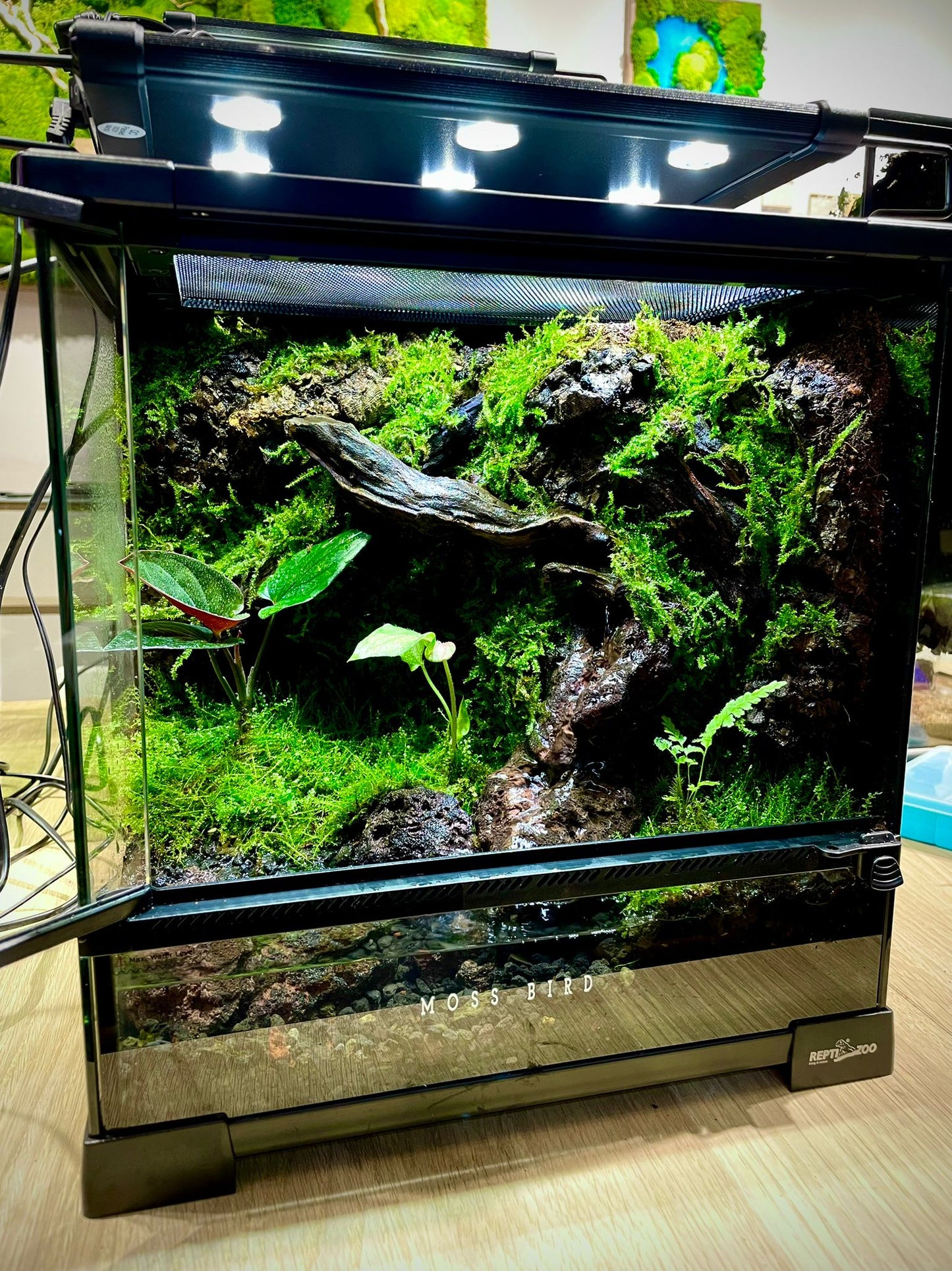 Customized Paludarium tank