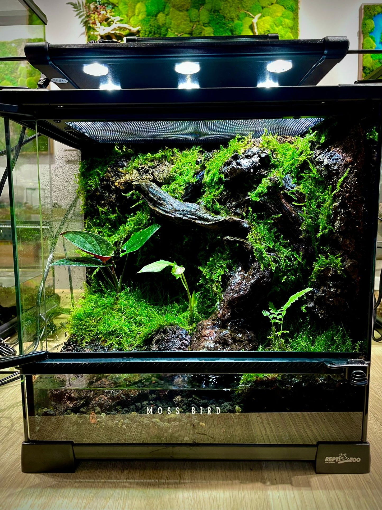 Customized Paludarium tank