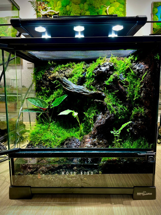 Customized Paludarium tank