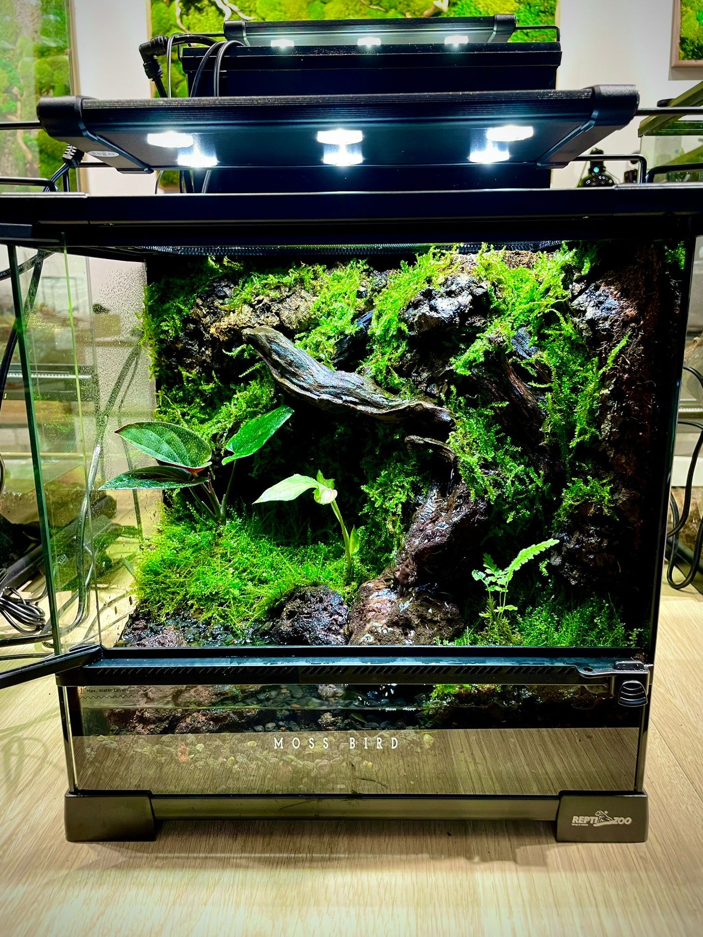 Customized Paludarium tank