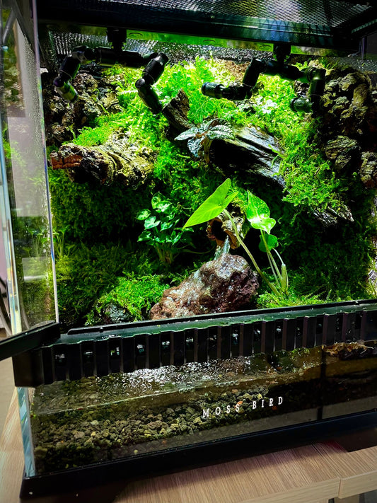 Customized Paludarium tank