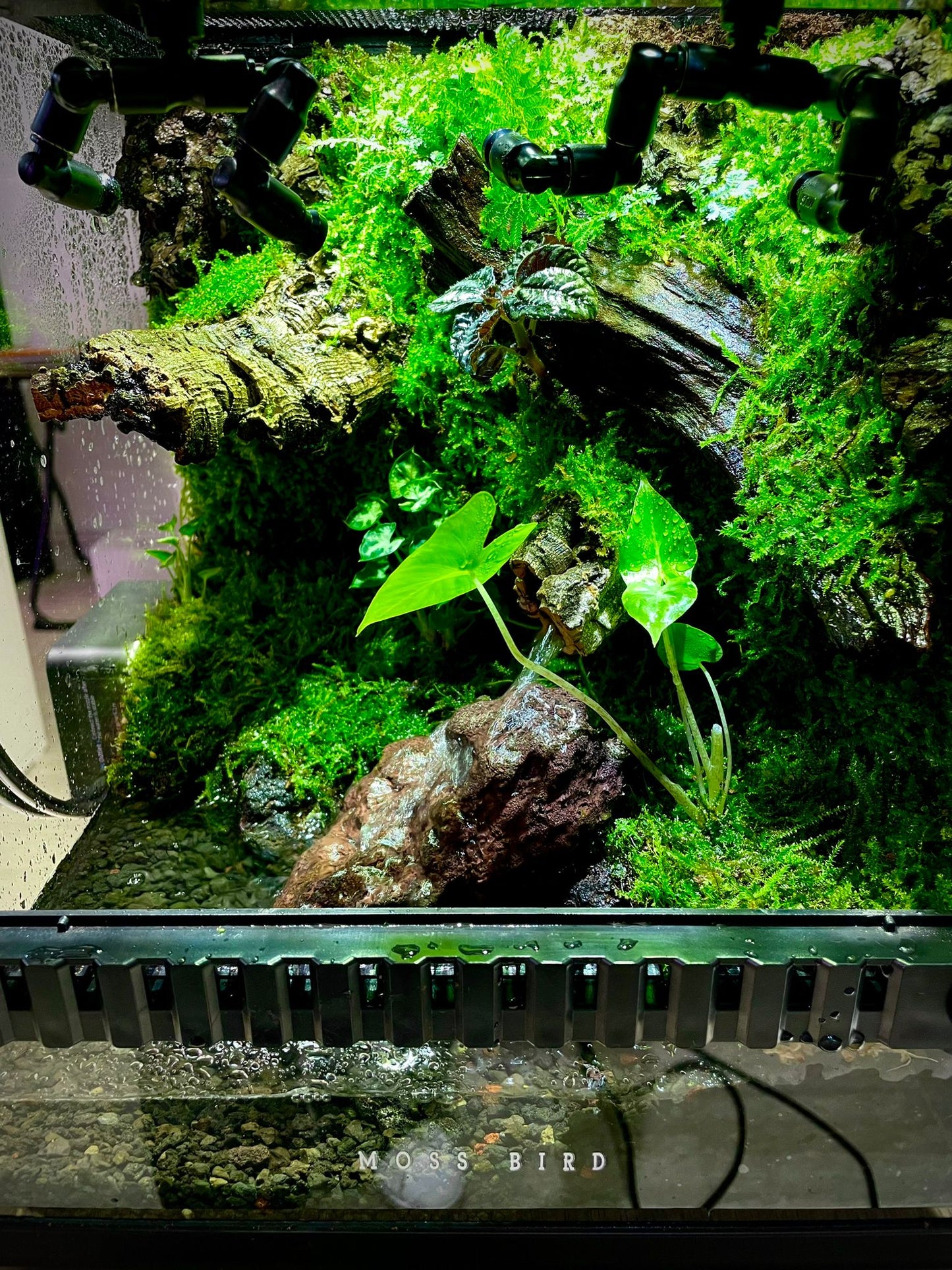 Customized Paludarium tank