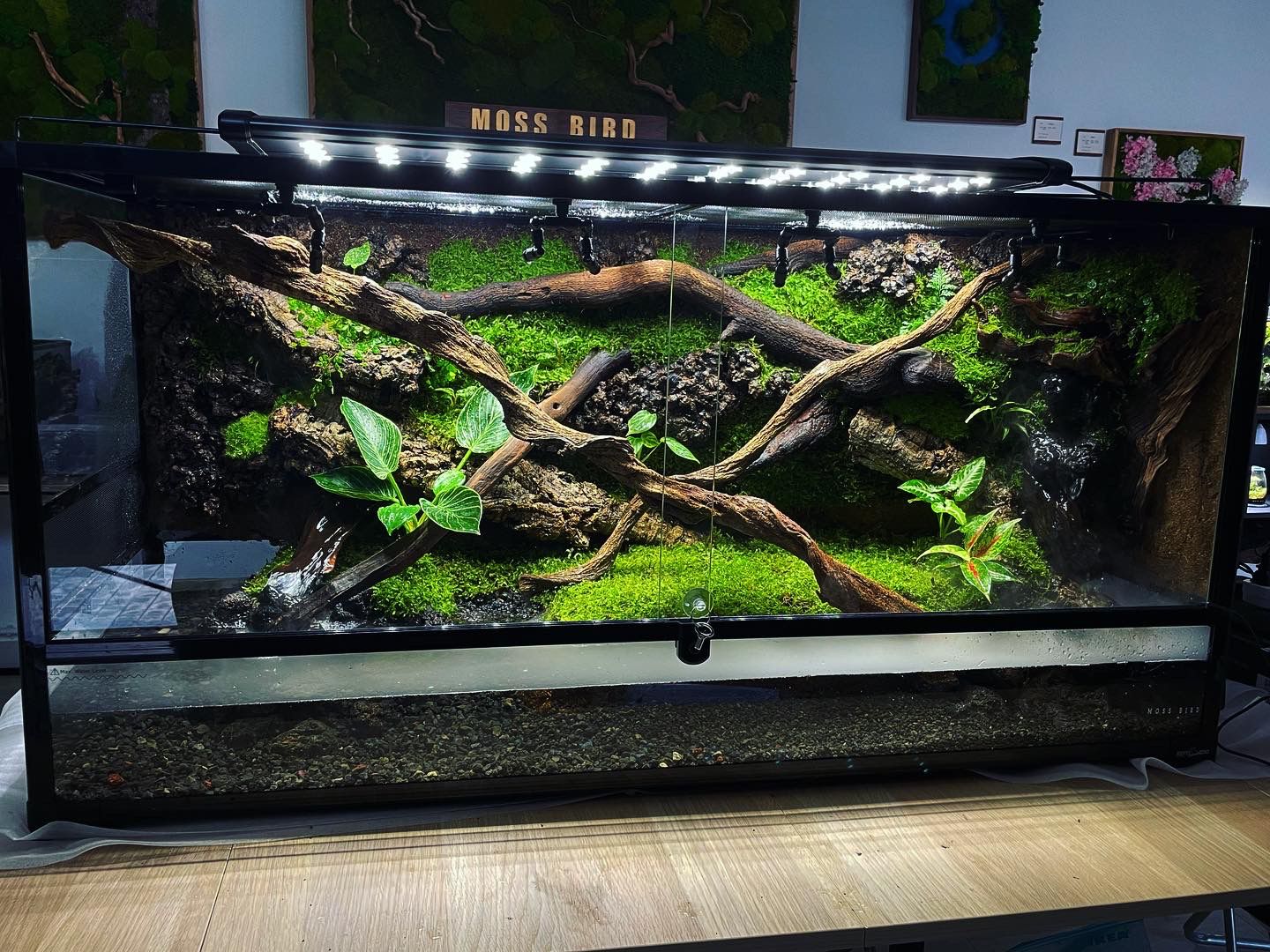 Customized Reptile Snake tank