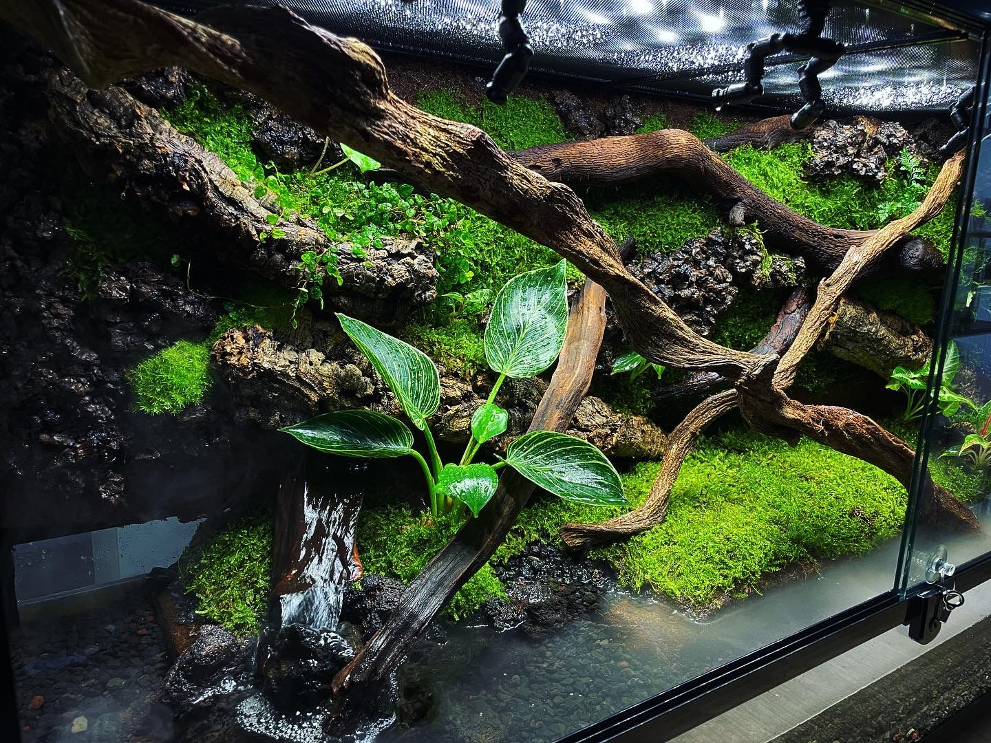 Customized Reptile Snake tank