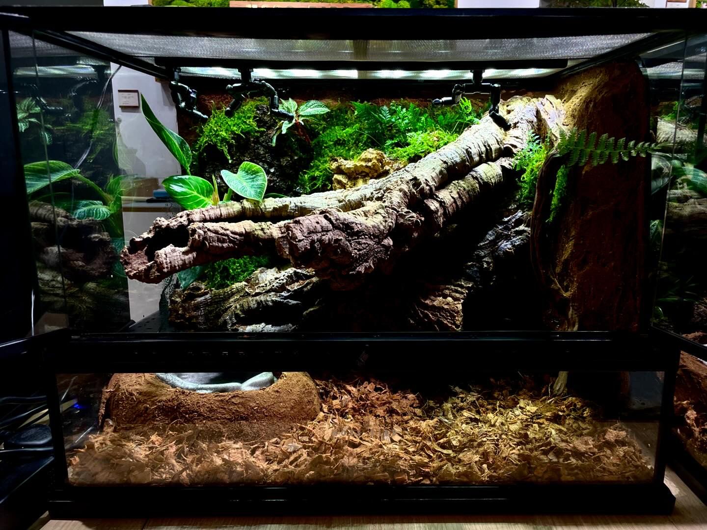 Customized Snake Tank