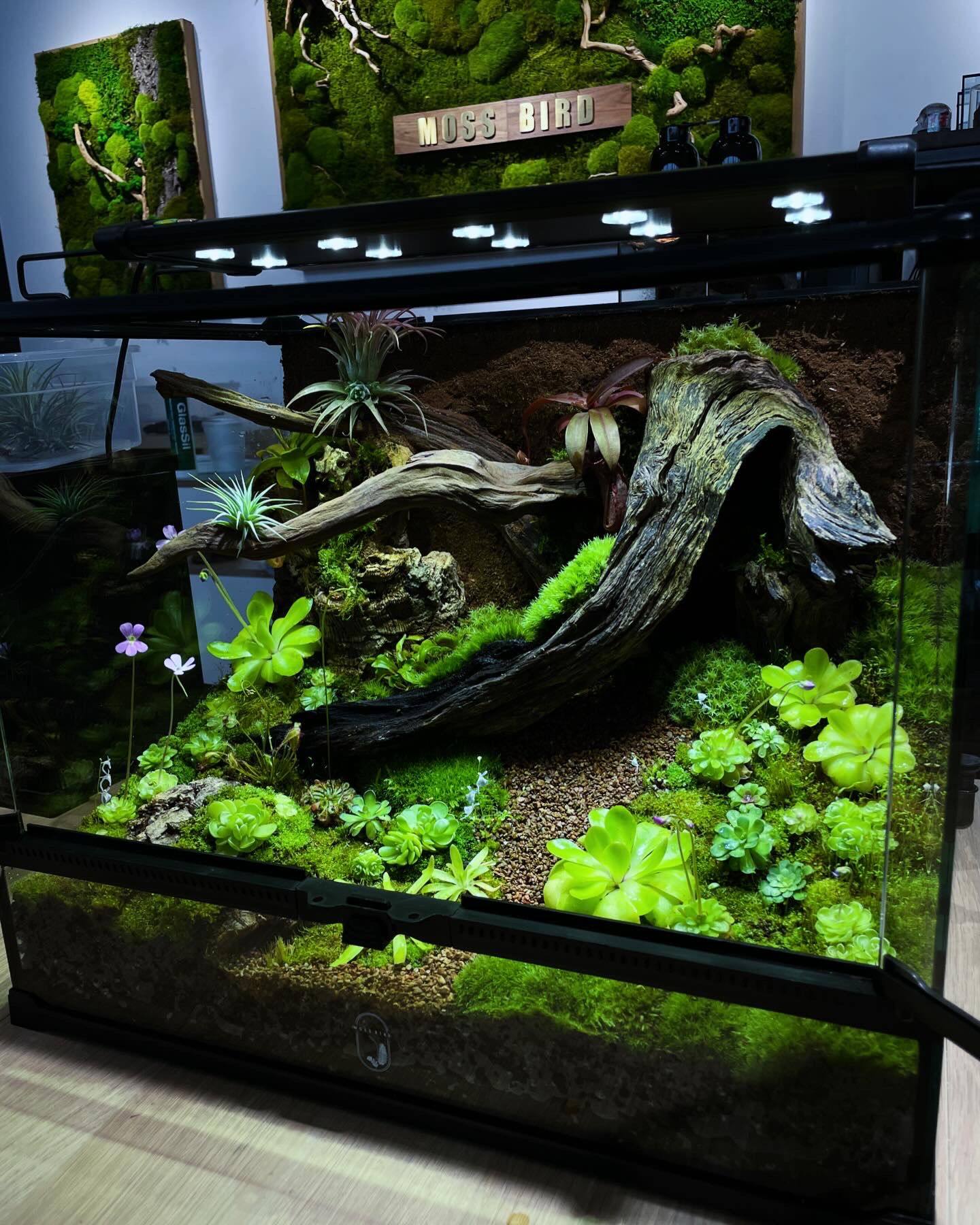 Customize Paludarium ~Spring Garden~