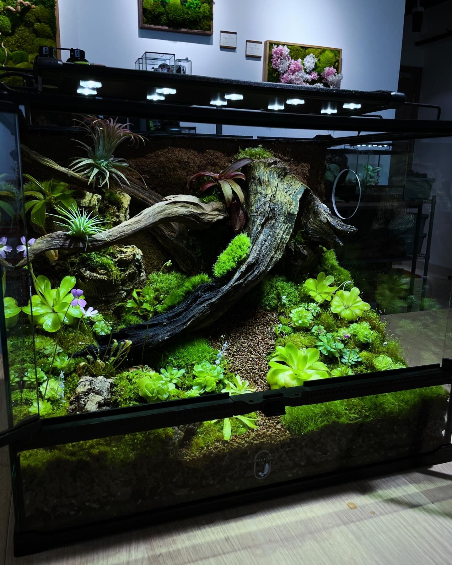 Customize Paludarium ~Spring Garden~