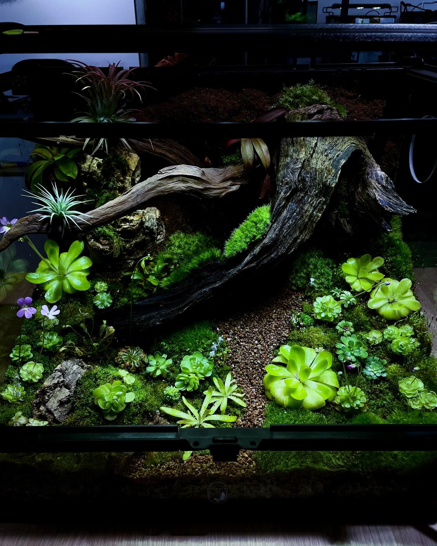 Customize Paludarium ~Spring Garden~