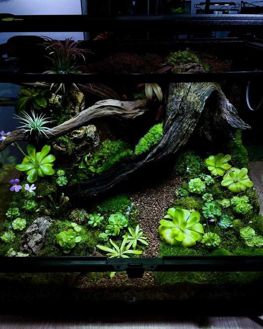 Customize Paludarium ~Spring Garden~