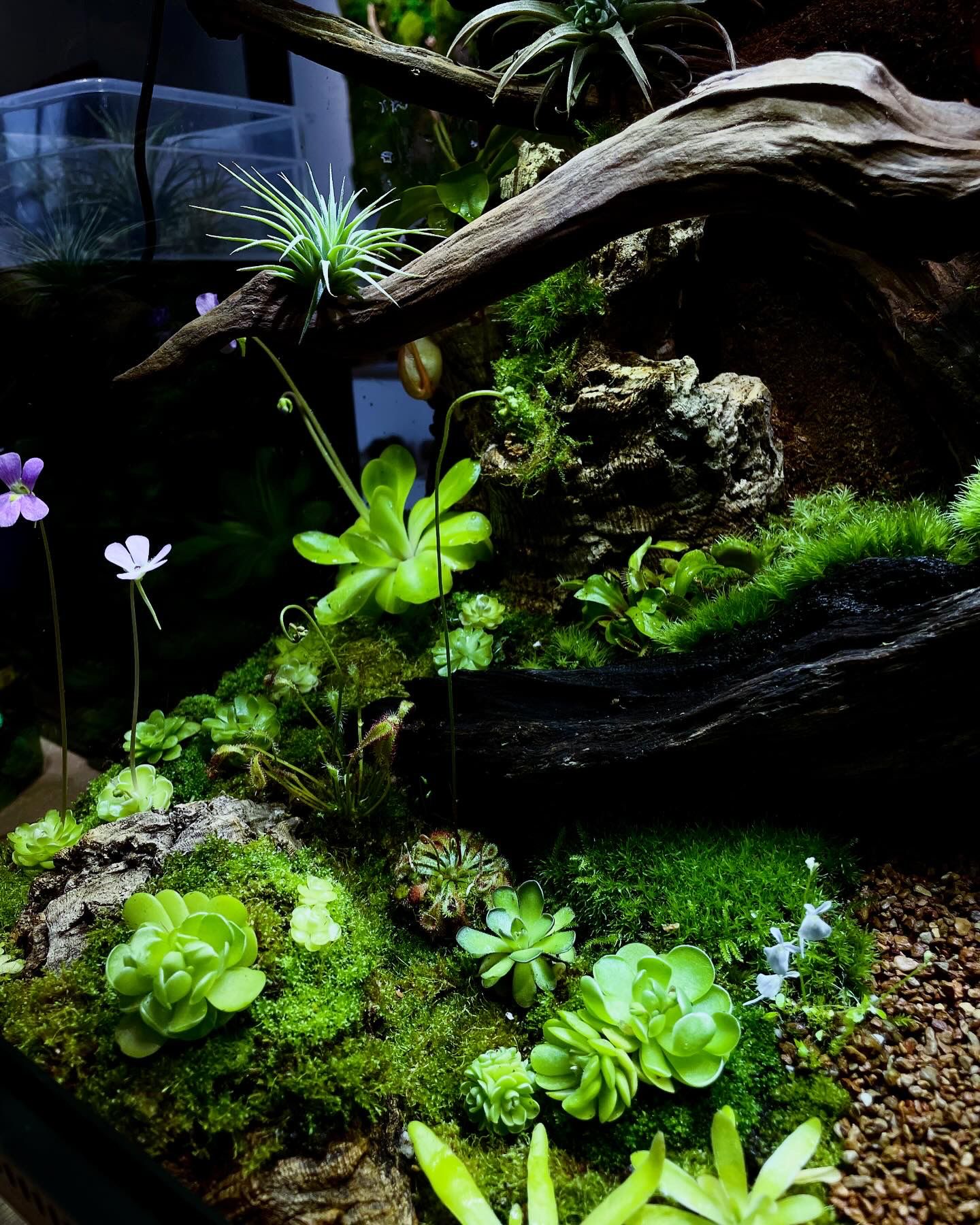 Customize Paludarium ~Spring Garden~