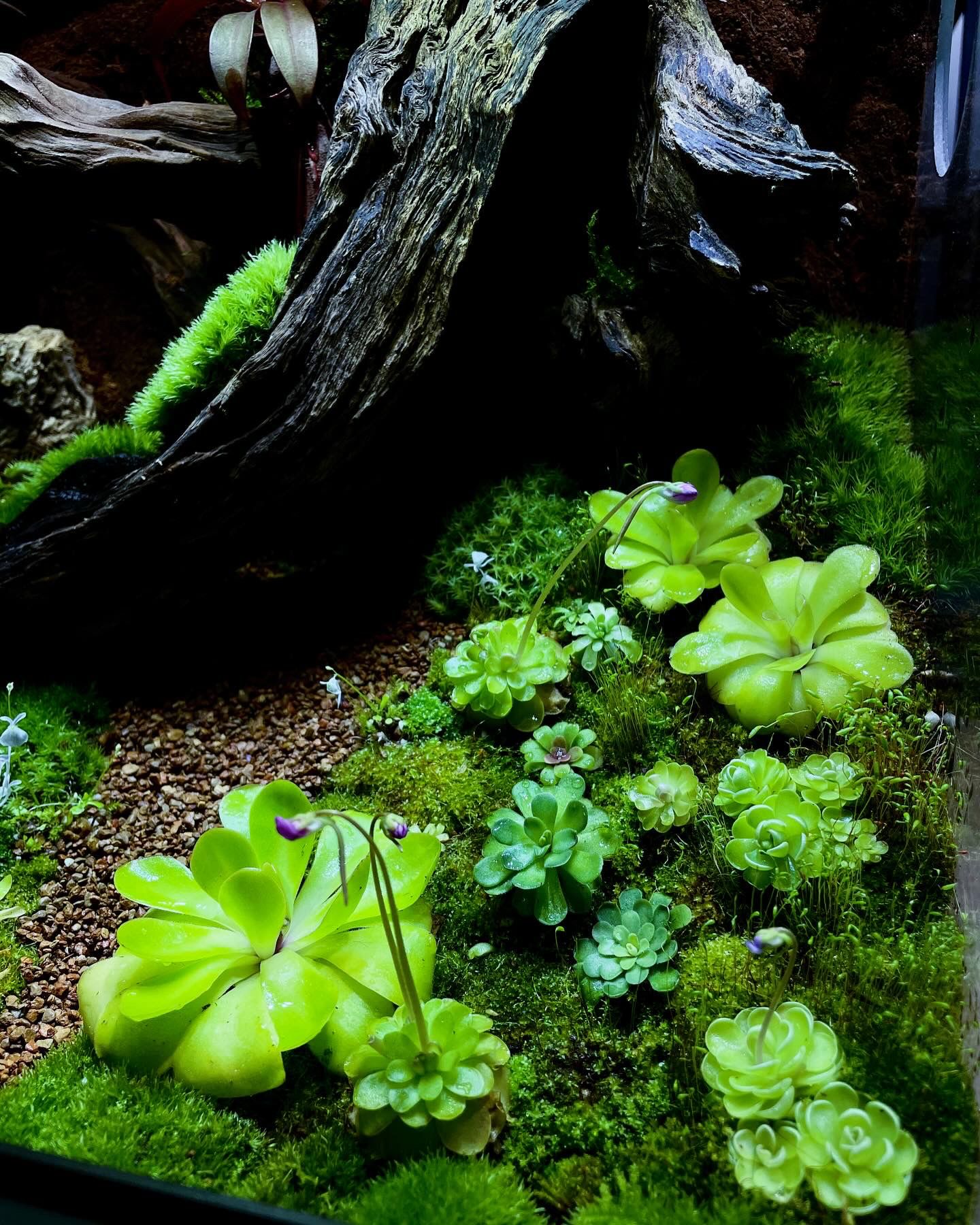 Customize Paludarium ~Spring Garden~