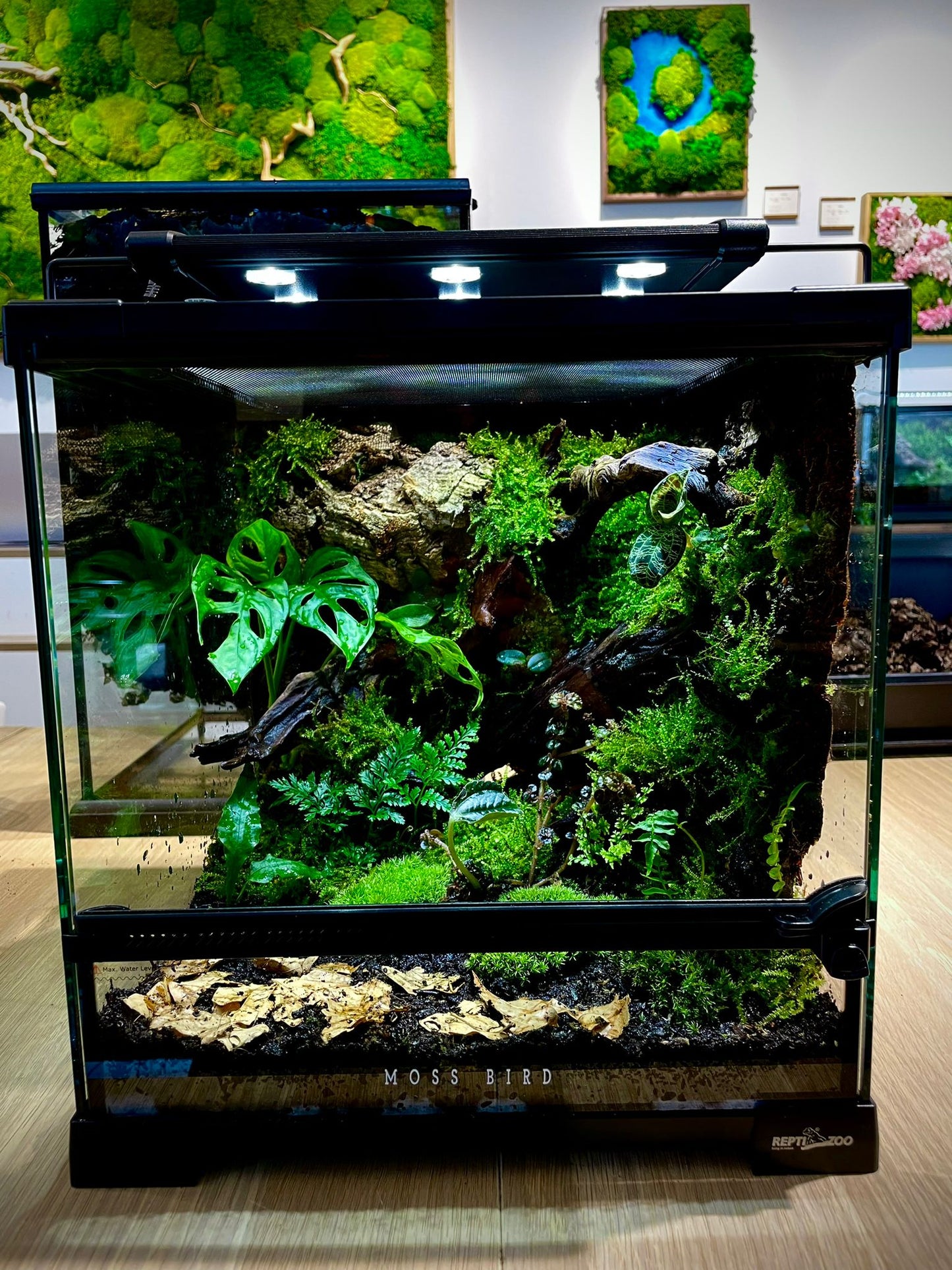 Customized Paludarium Tank