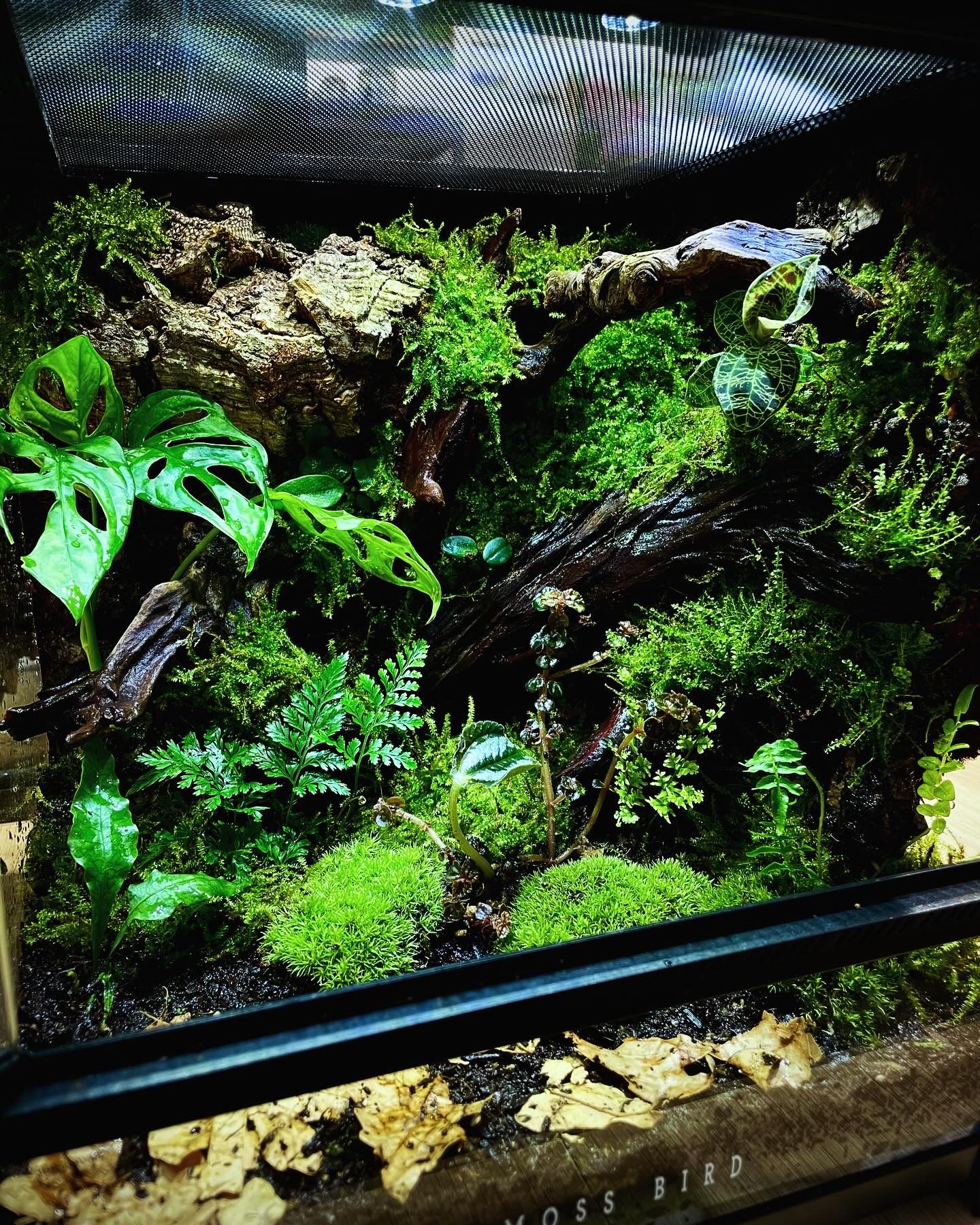 Customized Paludarium Tank